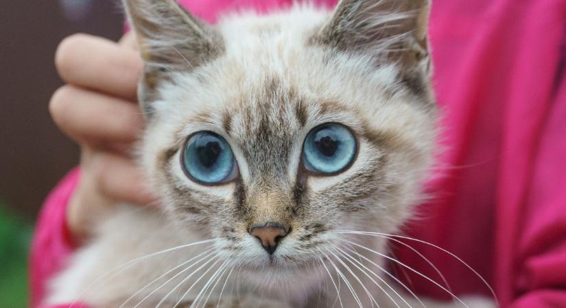 Videó: 20 méter mély kútból mentettek ki egy macskát Pusztazámoron