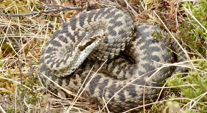 Hol a mosogatóból, hol egy temus csomagból mászott elő: kígyóészlelések Magyarországon