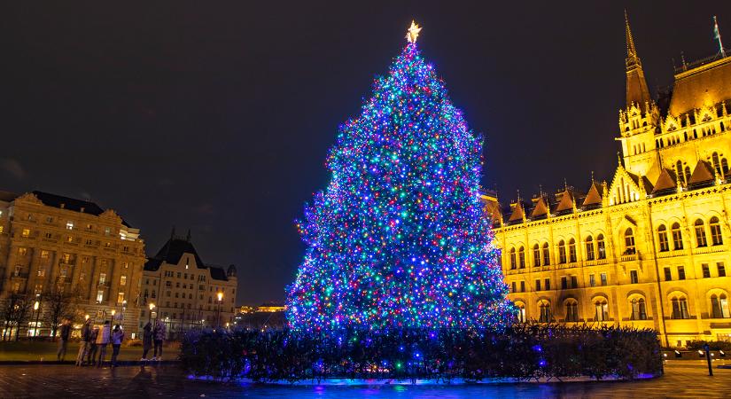 Megvan az ország idei karácsonyfája: egy óriási ezüstfenyő Ibrányból