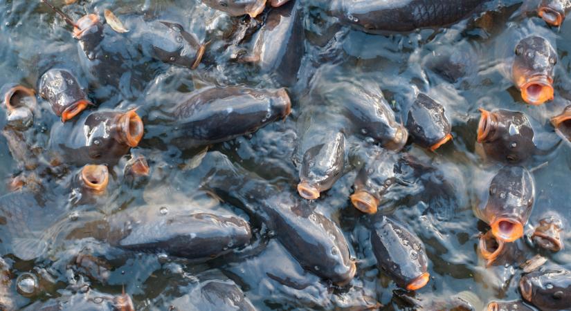 Már lehalászták a karácsonyi halak jelentős részét