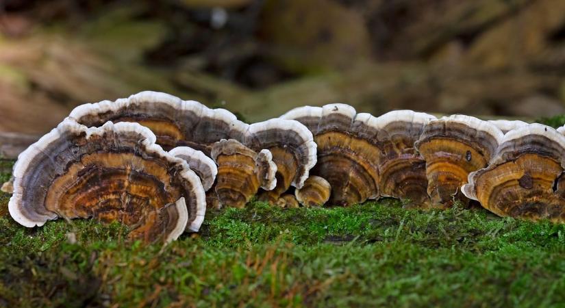 Áttörés a fenntartható csomagolásban: műanyag helyett gomba?!