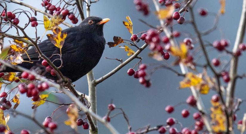 Könnyen kiderül melyik madár énekel: próbálja ki ezt a 3 appot!