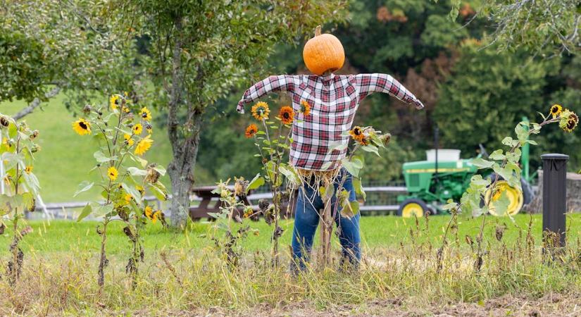 A madárijesztő, aki már rég nem ijeszt – de annál többet mesél