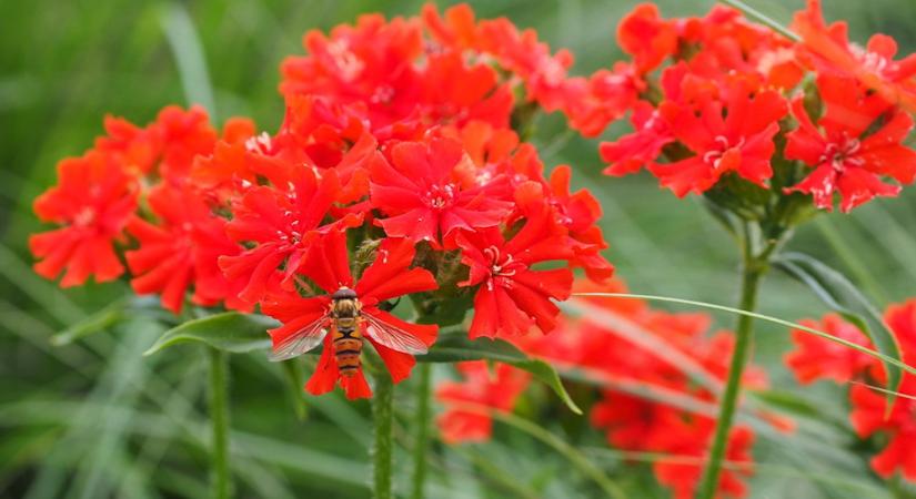 Égőszerelem – a kert lángoló vörös szívdobbanása