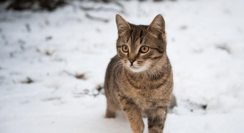 A súlygyarapodásból következtetni lehet arra, milyen lesz a tél