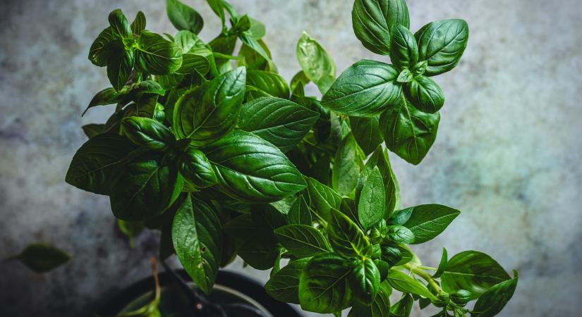Védi a tested, jó a vércukrodnak: amiért érdemes bazsalikomot tenni minden ételhez