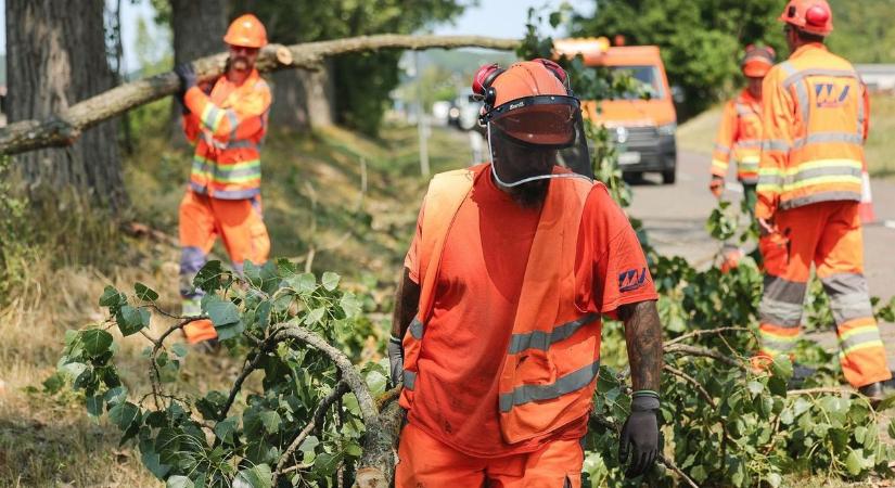Egy hónapig tartó fakarbantartás Lőrinciben – erre kérik a lakosságot