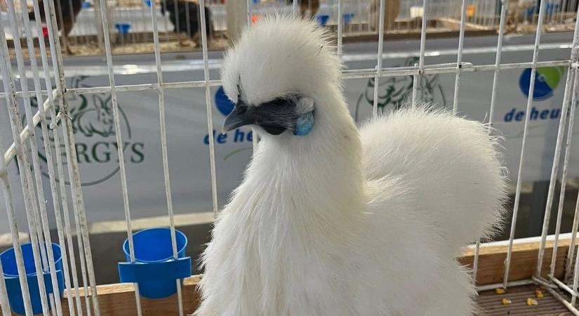 Indiai futókacsát láttak Nagydorogon (fotók)