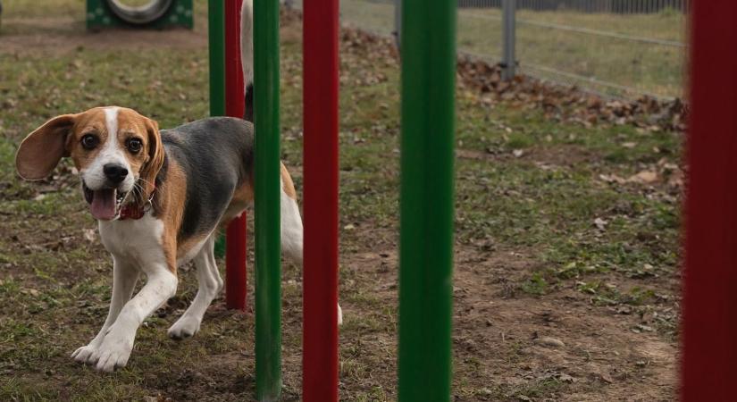 Reumatológián idénre már nincs időpont, a kutyafuttatók feleslegesek – ezeken bosszankodnak a pécsiek