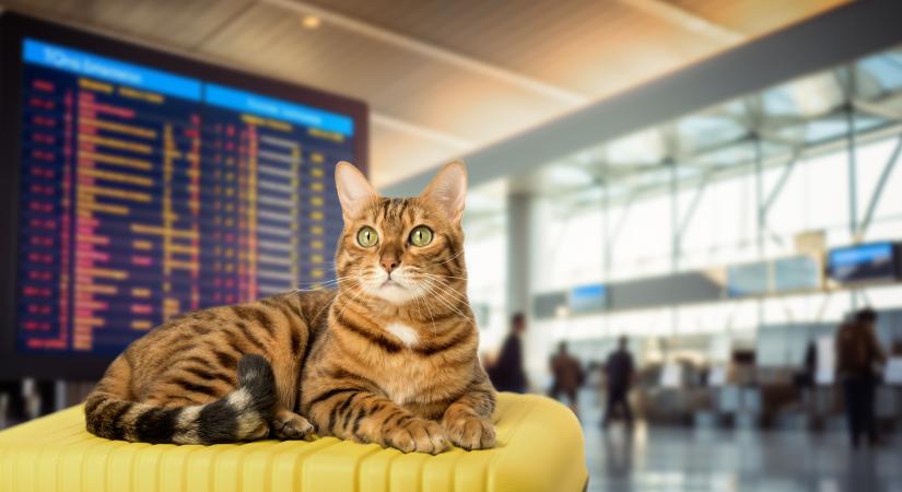 Repülőútra viszed a cicádat? 6 életmentő tanács, amit nem hagyhatsz figyelmen kívül