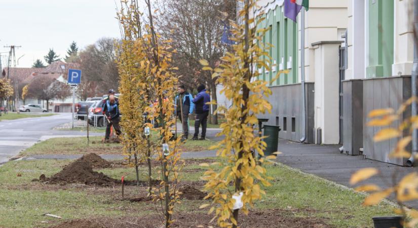 14 fát ültetnek a Zrínyi utca elején