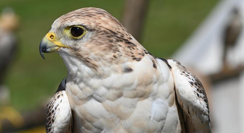 Tovább nőtt a fokozottan védett kerecsensólyom hazai költőállománya