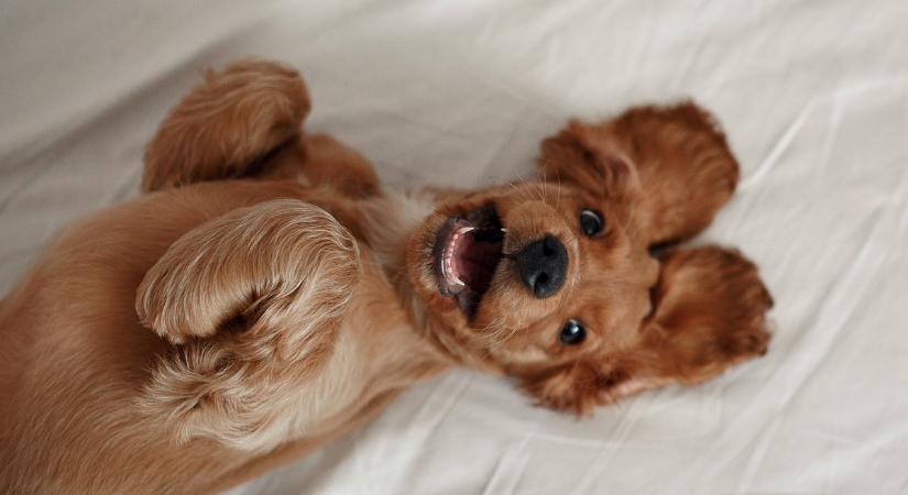 5 dolog, amit a kutyád szeretne, ha észrevennél a személyiségében