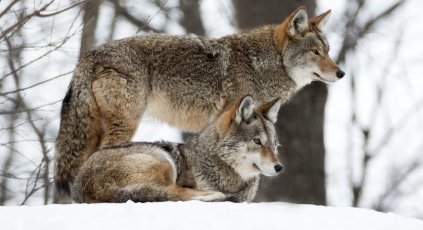Először figyelték meg, ahogy vadon élő farkasok eszközt használnak