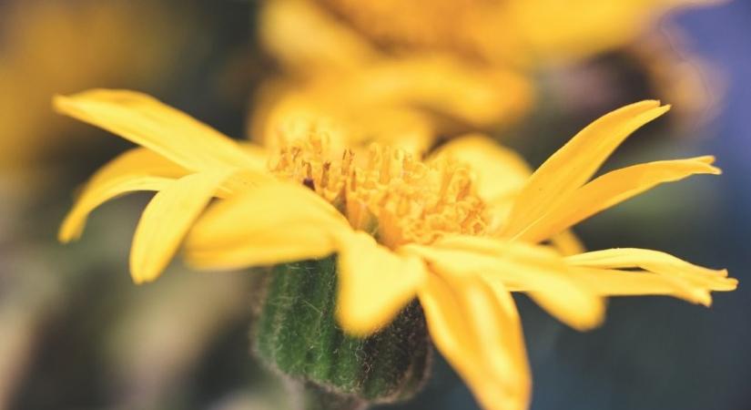 Tudományosan is igazolt a természetes gyógyító: újra hódít az árnika