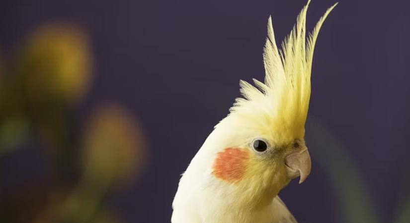 A papagáj kamuzott – tudnak-e a madarak szándékosan félrevezetni?