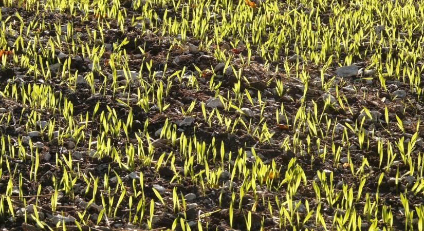 Aggasztó kilátások: Nehéz helyzetben az őszi vetések