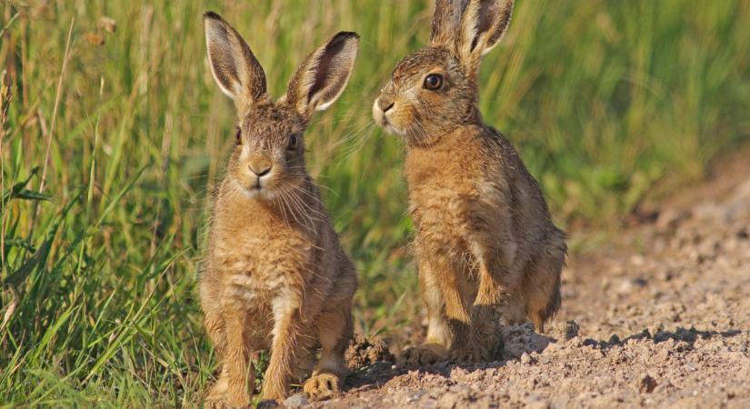 Végveszélybe kerülhet a magyar nyúlállomány: riadót fújtak Békésben, kíméletlenül tarol az új vírus