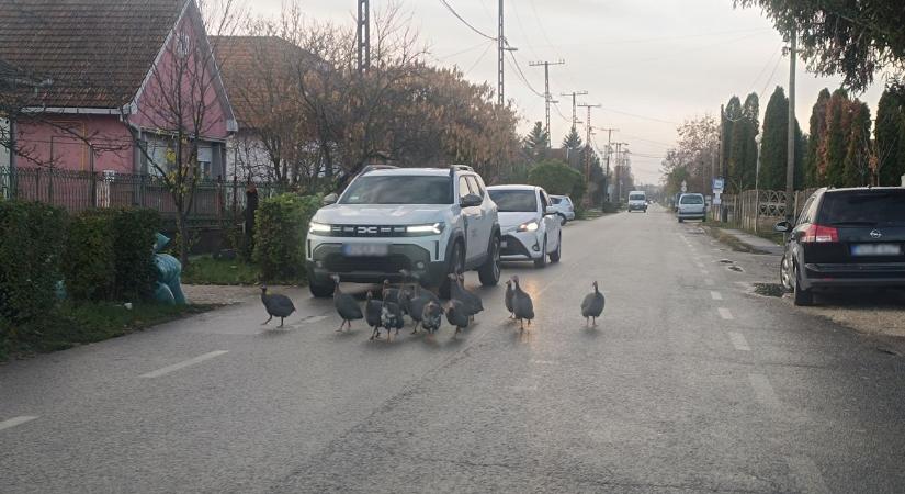 Összetartó gyöngytyúkcsapat járja a várost, napok óta Szolnokon bolyonganak