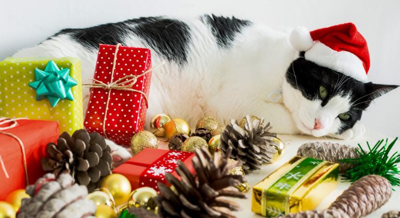 Nincs akadály: házi kedvenceinek is lehet adventi naptárja