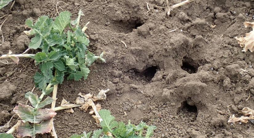 Rágcsálók az őszi vetésben: ne hagyja figyelmen kívül!