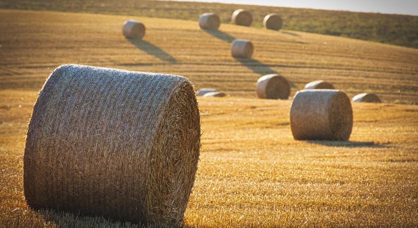 Indul az egyéni gazdaságok mezőgazdasági összeírása – Érdemes online, önállóan kitölteni a kérdőívet