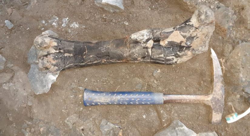 Több száz dinoszauruszcsontot találtak Erdélyben
