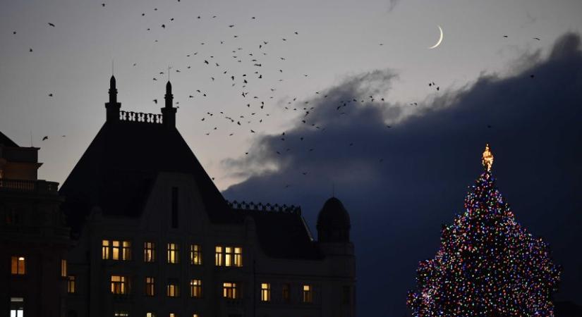 Ibrányi család udvarán nőtt az ország idei karácsonyfája