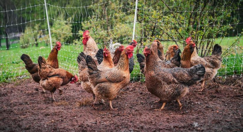 Hogyan előzhetjük meg a madárinfluenza behurcolását a gazdaságokba?