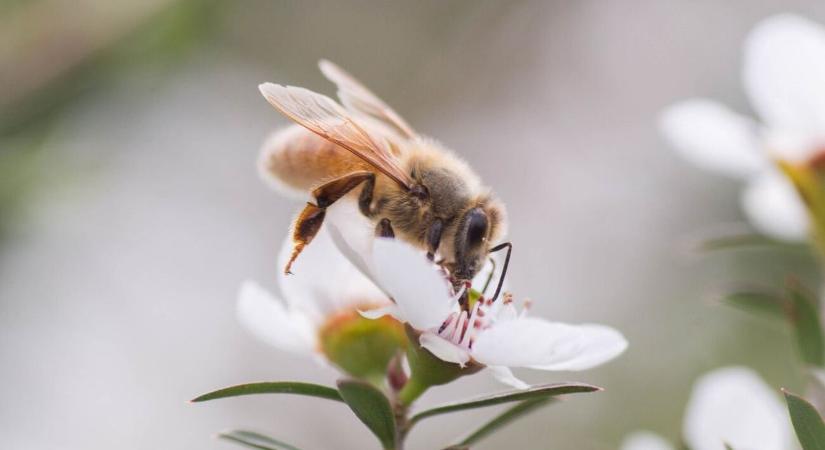 Egy új méhfaj, a „Lucifer" lehet a megmentője egy haldokló növénynek