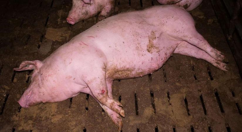 Kegyetlen állatkínzás Ausztriában: a disznókra vizelés csak a kezdet volt