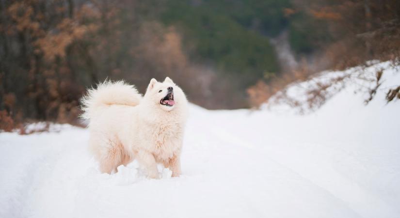 Ez az 5 kutyafajta imádja a telet és a havat – és bírja is a hideget