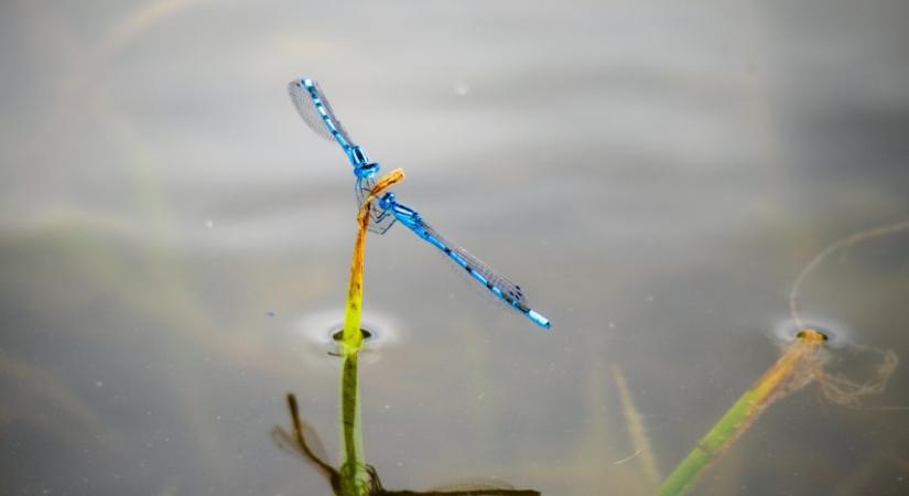 Átadták a BISEL program idei díjait