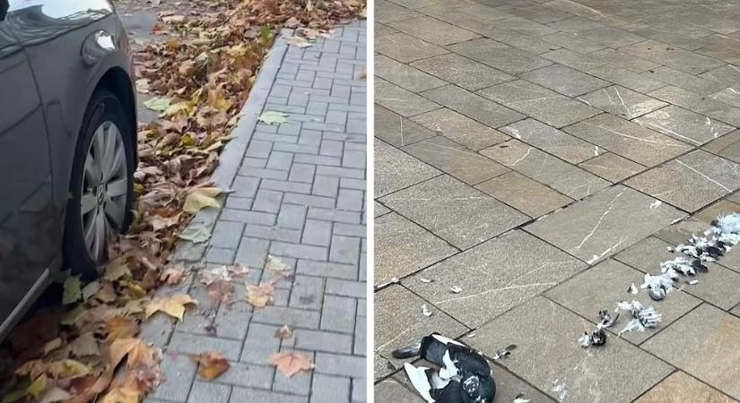 Németh Zoltán újra nekiment Pintér Bencének a Facebookon