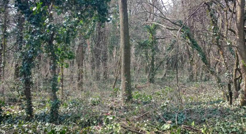 A Pilisi Parkerdő az agglomerációban is folytatja a városi erdő-fejlesztési programját