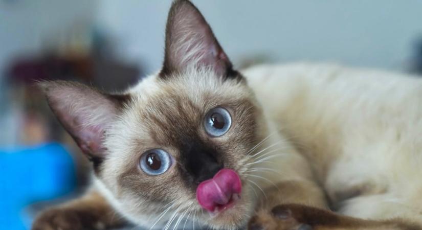 1400 km-et tett meg a Yellowstone elveszett macskája