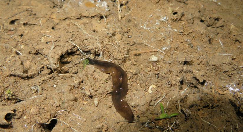 Gyilkos Obama féreg terjed Európában