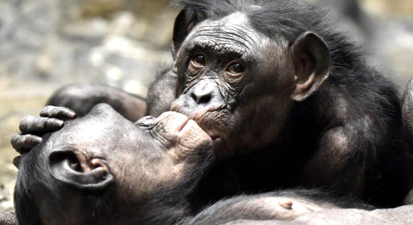 Ekkor csattanhatott el a világ első csókja