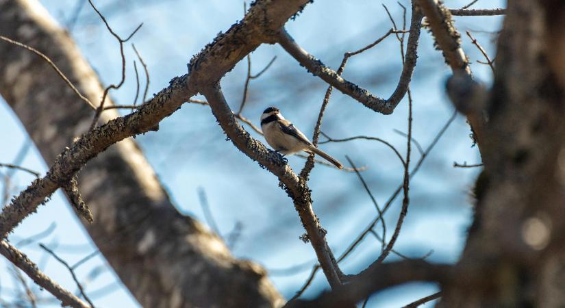 A legcukibb téli vendégek: sünök, cinkék, vörösbegyek