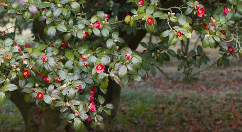 Fagy előtt: 5 növény, amit feltétlen védeni kell