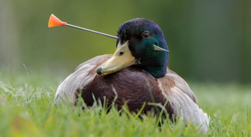 Bámulatosak lettek 2025 legjobb magyar természetfotói