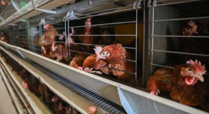 Madárinfluenza: a szomszédban egy baromfiudvarral már végzett!