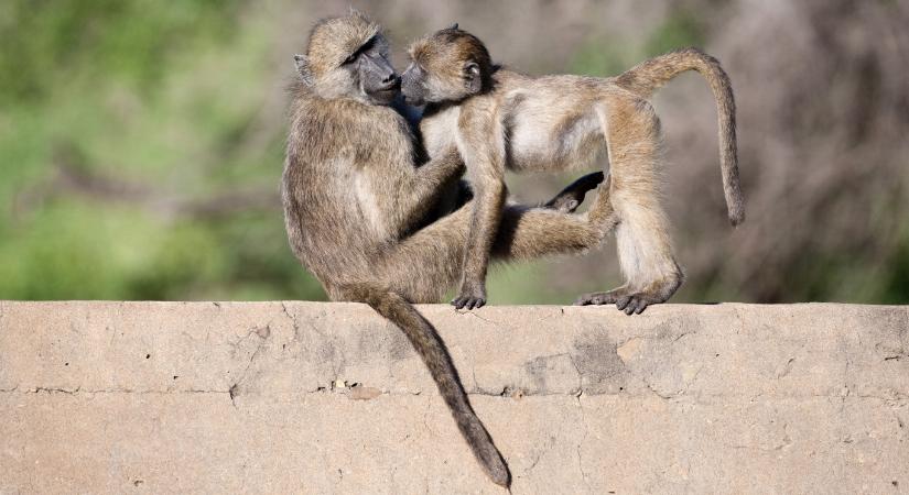 Már 20 millió éve is csókolózhattak egymással a főemlősök