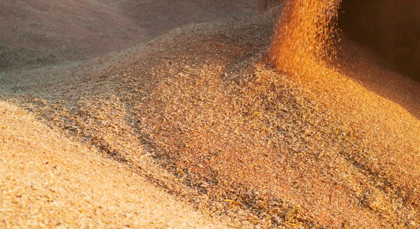 Figyelemre méltó árak érkeztek: ennyibe kerül most a búza, kukorica itthon