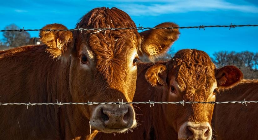 Elképesztő tulajdonságok: rekordáron kelt el a ritka csúcsbika