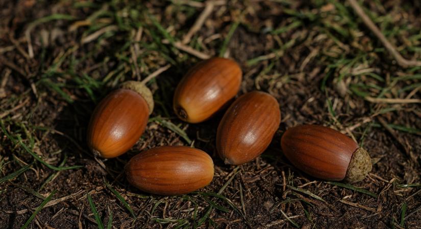 Makkból kávé? Napjainkban már nem a szegények itala