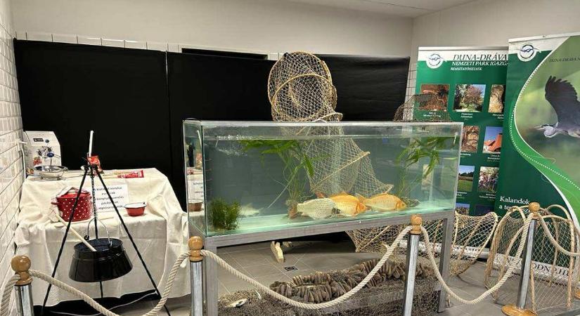 Hazai vizeink halai – bemutató pörög ezekben a napokban is a pécsi vásárcsarnokban