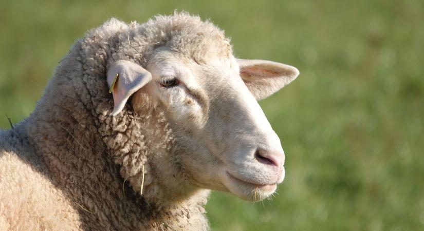 Genomikai tenyészértékbecslés a juhágazatban