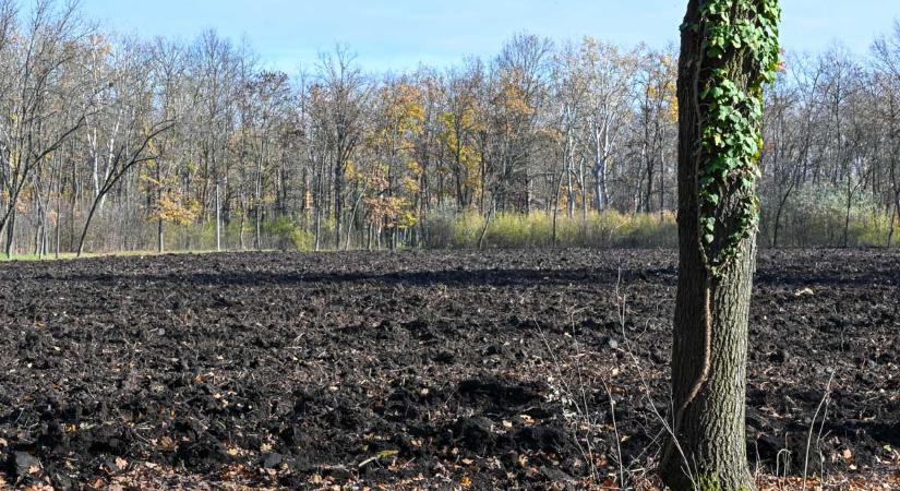 A zöldítéshez nem volt szükséges a tarvágás, a CsabaPark több ezer fája bánja