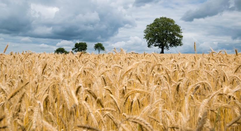 Másfél millió hektáron vetettek őszi kalászost a gazdálkodók